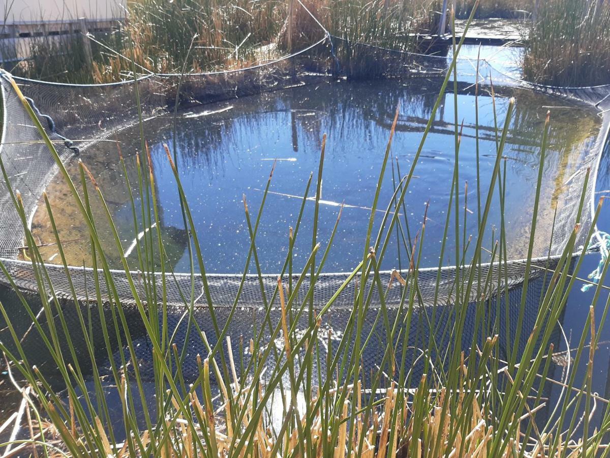 Quechua Titicaca Séjour à la campagne Puno